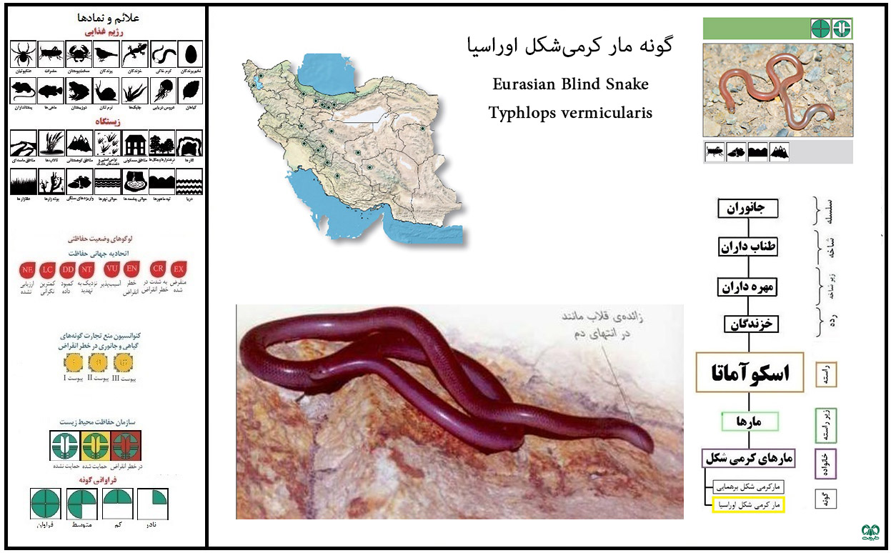 نام علمی گونه مار کرمی شکل اوراسیا